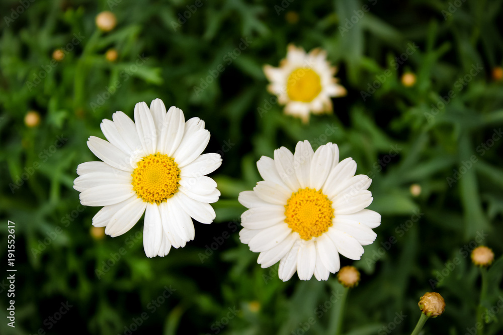 two little daisy flowers