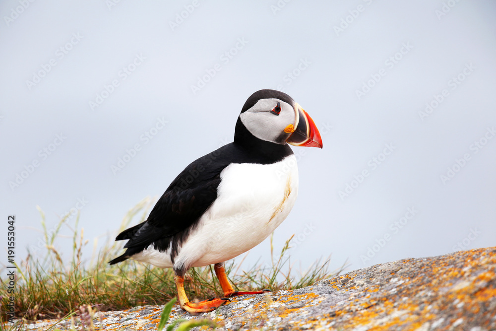 Naklejka premium Atlantic Puffin standing on a rock, from Newfoundland, Canada. Bright background.