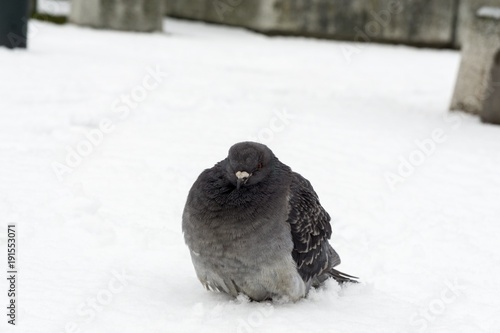 Pigeons on the snow. Slovakia