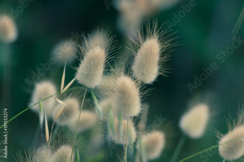 Bunny Tails Grass