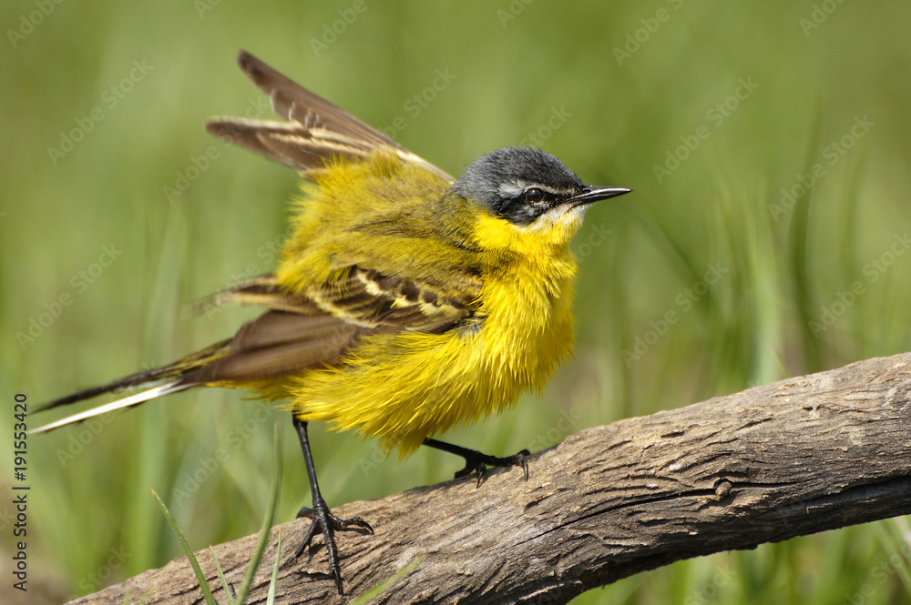 Obraz premium Yellow Wagtail