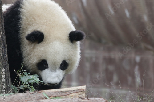Fototapeta Naklejka Na Ścianę i Meble -  Cute Giant Panda Cub in China
