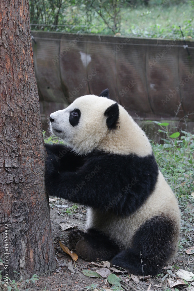 Fototapeta premium Cute Giant Panda Cub in China