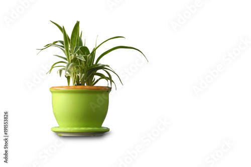 Spider plant on pot isolated on white background.