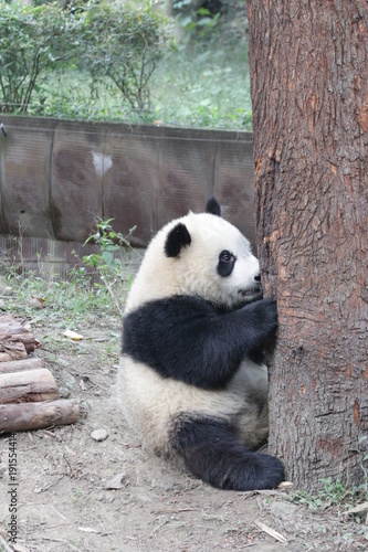 Fototapeta Naklejka Na Ścianę i Meble -  Cute Giant Panda Cub in China