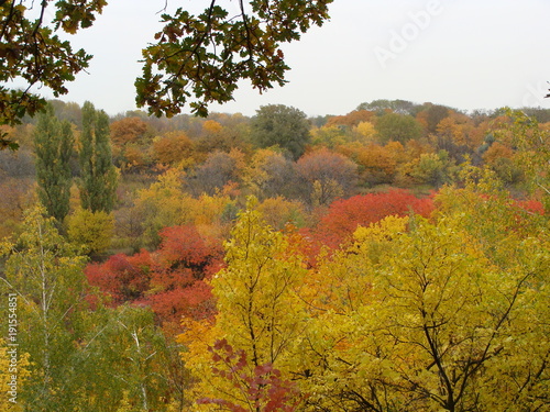 Branches, branches, leaves, leaves and love in autumn