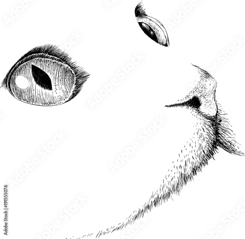 The Vector logo cat for T-shirt design or print on outwear.  Tattoo cats style background.