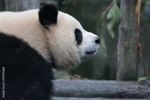 Fototapeta Naklejka Na Ścianę i Meble -  Fluffy Giant Panda in China