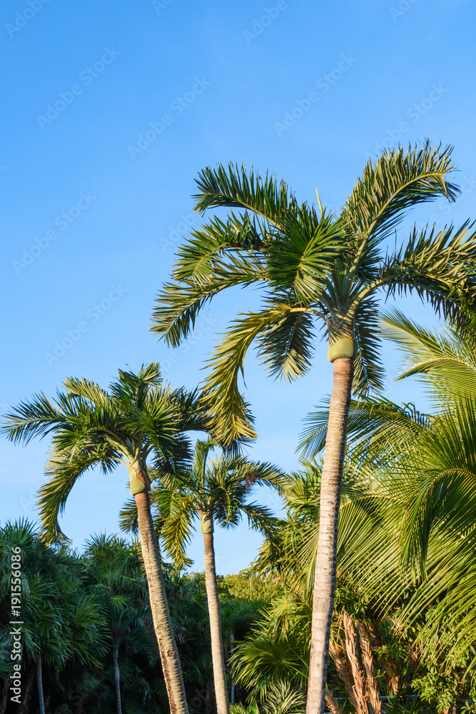 Palm trees on a blue sky background. Mexico, Riviera Maya.