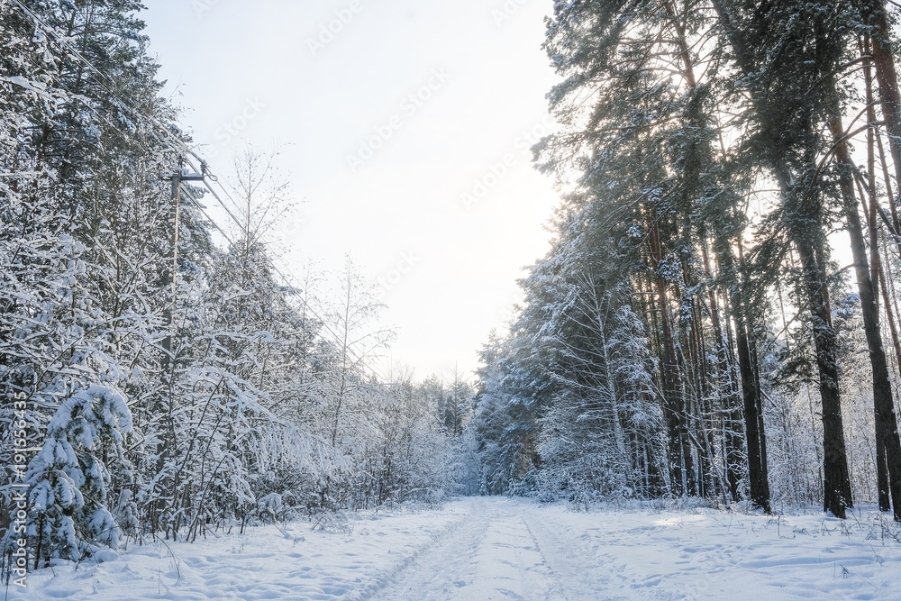 Landscape with the omage of a winter forest Landscape with the omage of a winter forest