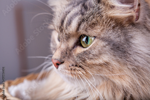 Siberian cat close up