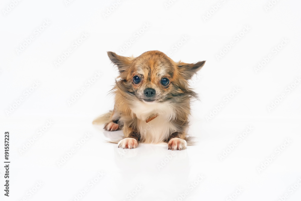 Long-haired brindle and white Chihuahua dog lying indoors on a white background