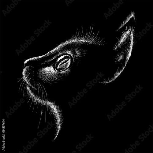 The Vector logo cat for T-shirt design or print on outwear.  Tattoo cats style background.