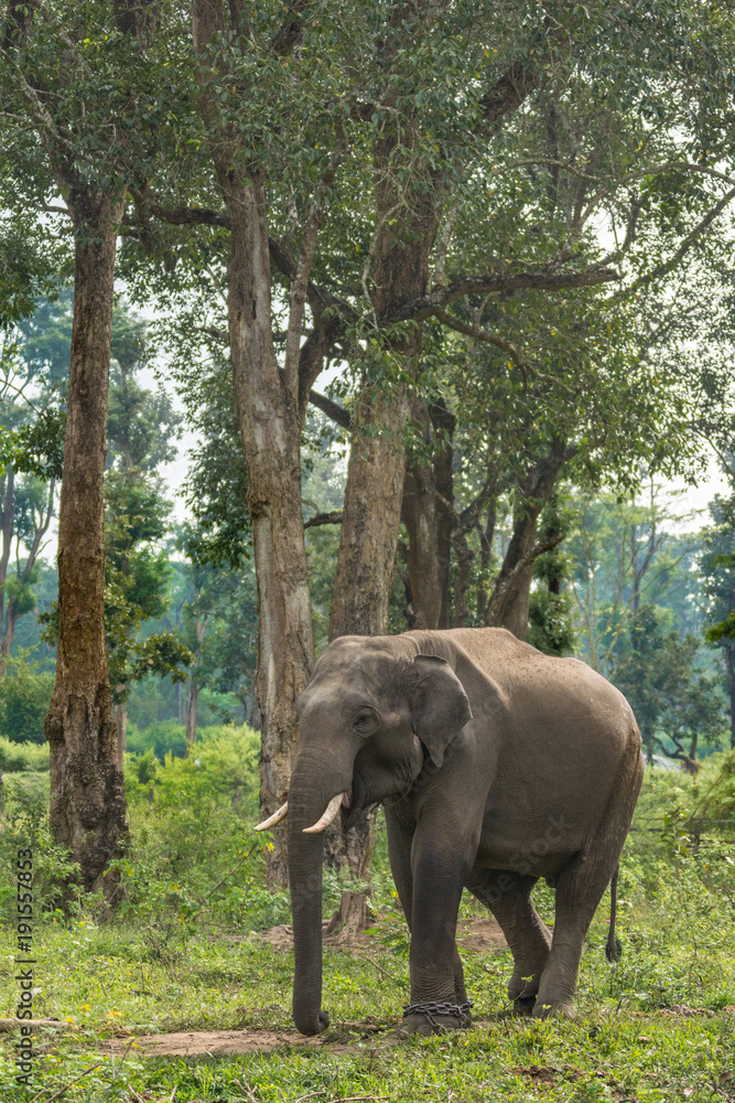 Naklejka premium Coorg, India - October 29, 2013: Dubare Elephant Camp. Young chained male elephant stands in the green jungle under gray sky.