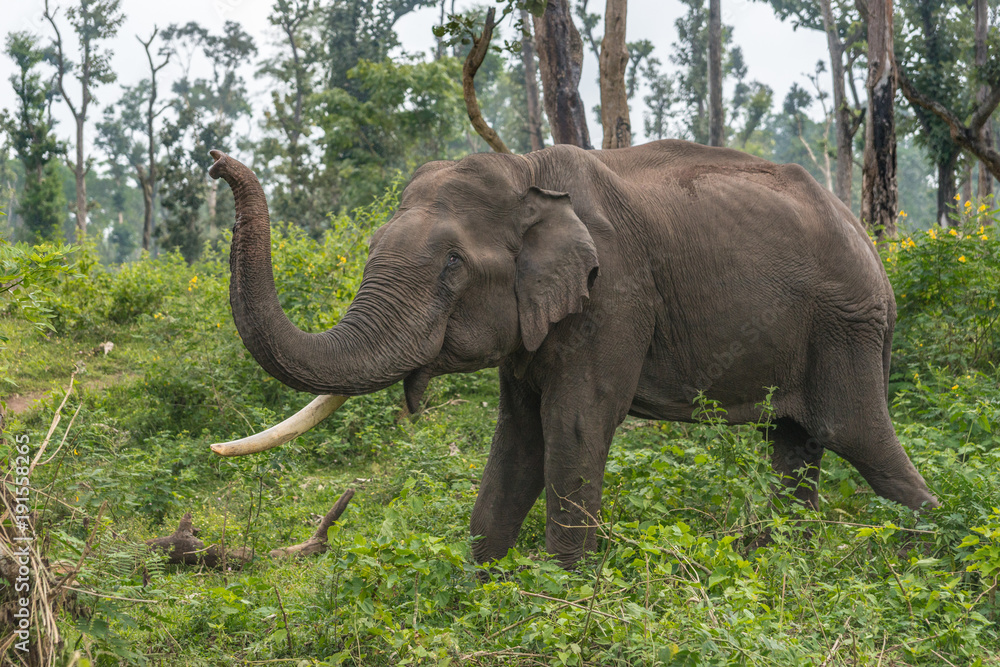 Naklejka premium Coorg, India - October 29, 2013: Dubare Elephant Camp. Full body closeup of chained male elephant with one tusk standing in the green jungle an lifting its trunk.