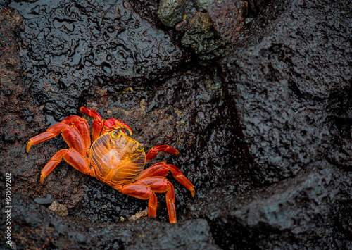 Crab on Lava #1 