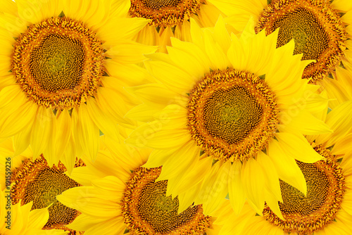 Fototapeta Naklejka Na Ścianę i Meble -  Top view of sunflower flowers.