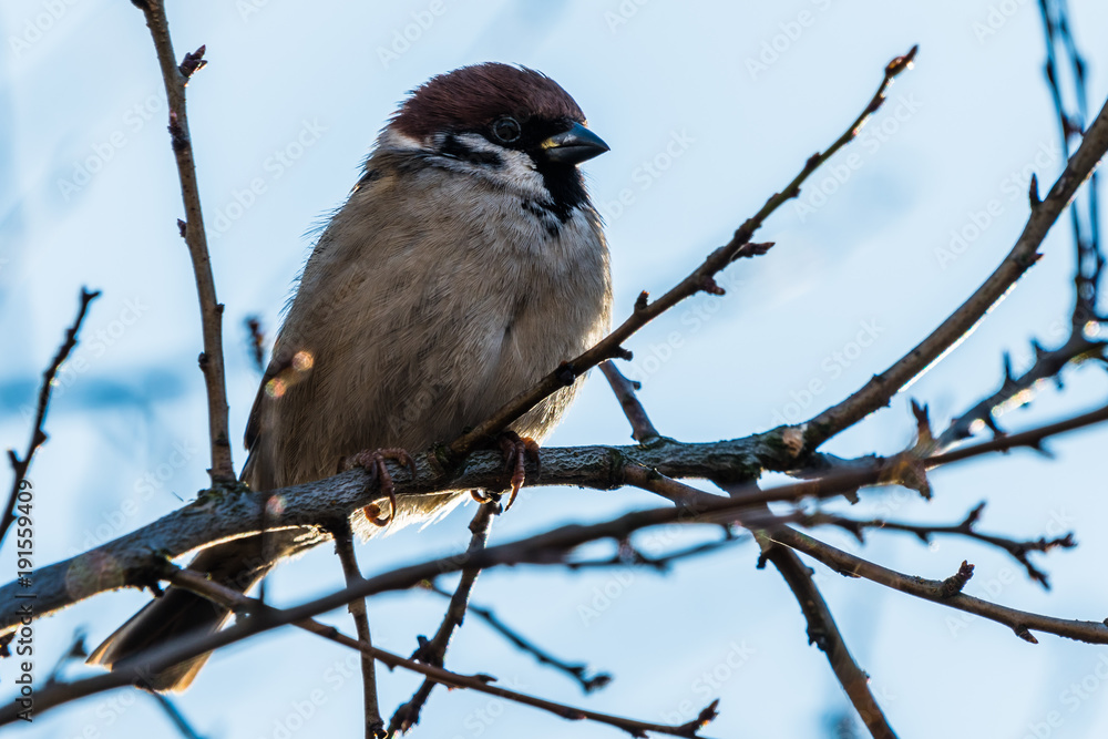 The house sparrow (Passer domesticus) The house sparrow (Passer domesticus)