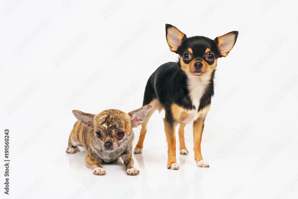 Short-haired brindle and short-haired tricolor Chihuahua dogs posing indoors on a white background