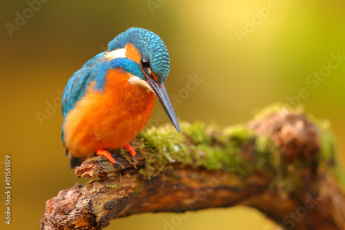 Fotografiet King fisher perched in a branch with colorful background