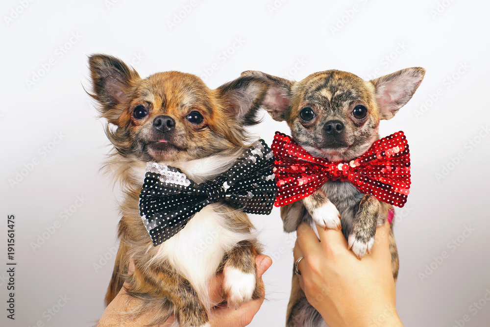 Long haired top brindle chihuahua