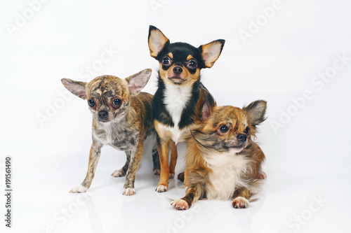 Short-haired brindle, long-haired brindle and short-haired tricolor Chihuahua dogs posing together on a white background