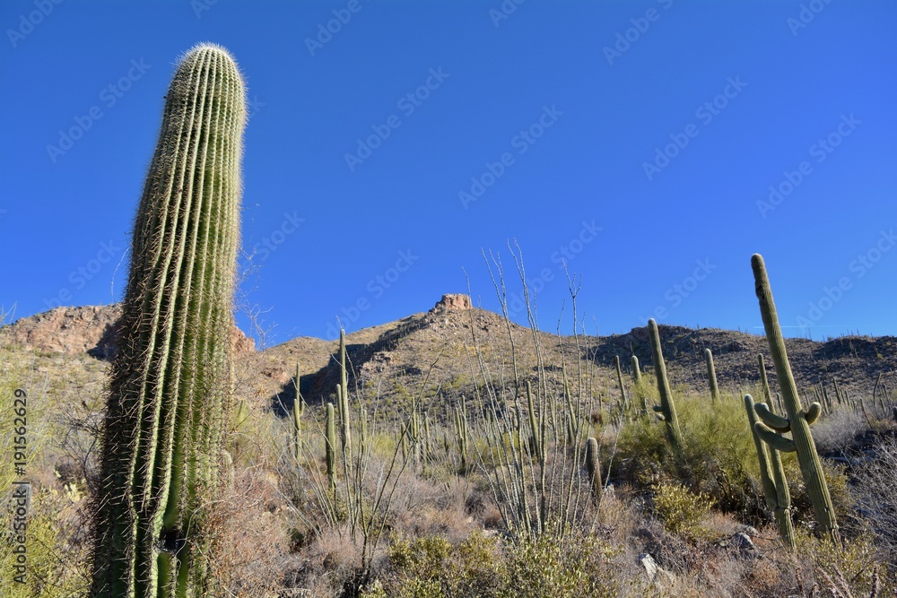 Pima Canyon Landscape Tucson Arizona Sonoran Desert