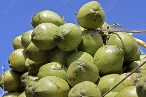 Closeup of pile of coconuts