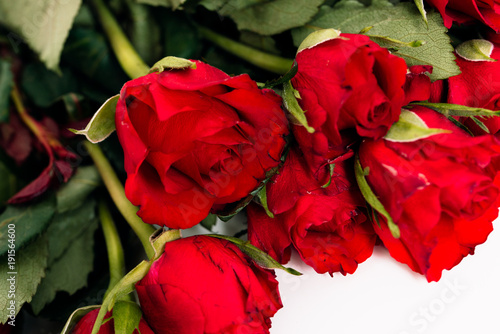 Closeup, selective focus shot of bouquet or spray of red roses for Valentine's Day gift and as symbol for love and affection