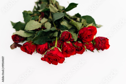 Close up of spray or bouquet of red roses as gift for Valentine's Day and romantic symbol for love lying on white background