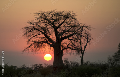 Africa  Botswana  Okavango  delta   giant boab tree at sunset.