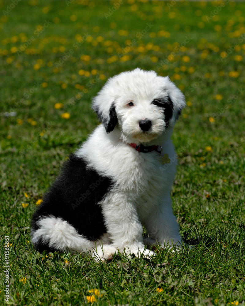 OLD ENGLISH SHEEP DOG SITTING ALONE IN A FIELD