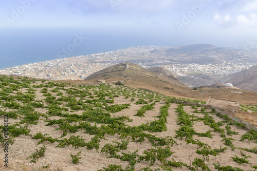 Wine filed in Santorini with view towards sea