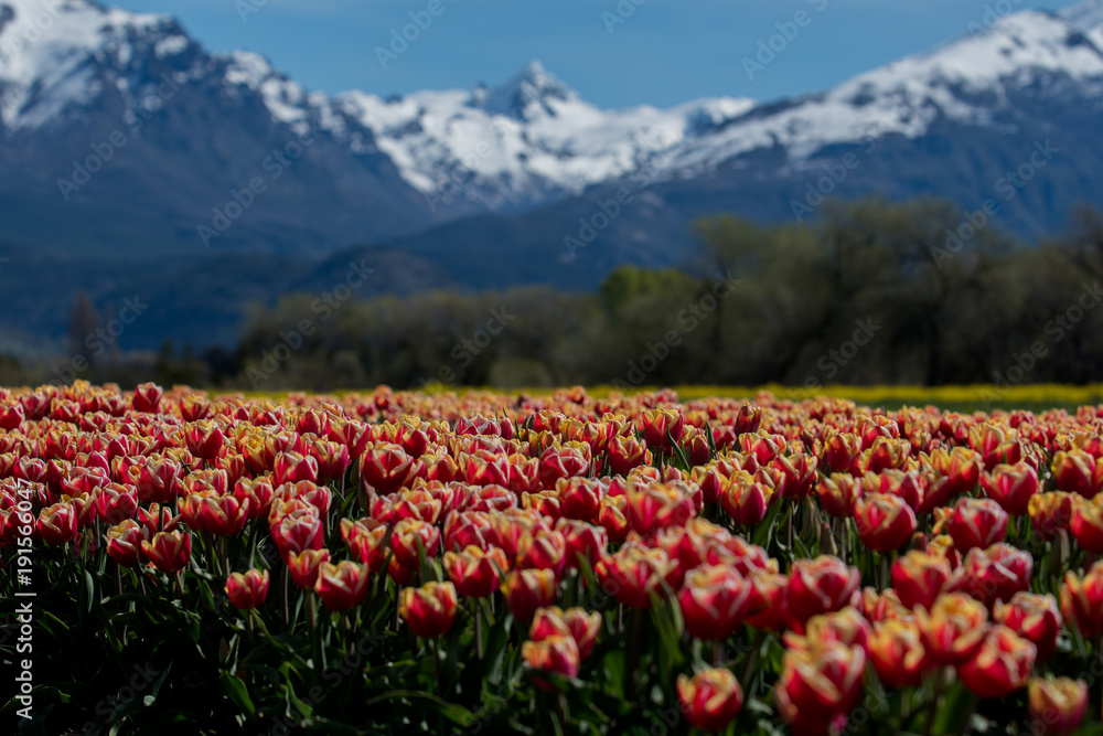 Tulipae field