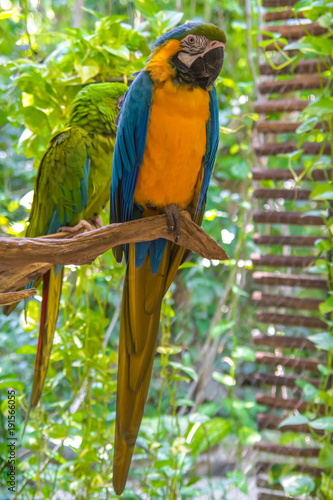 Colorful parrots sitting on a branch