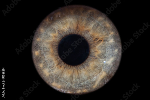 Closeup macro iris of female green eye isolated