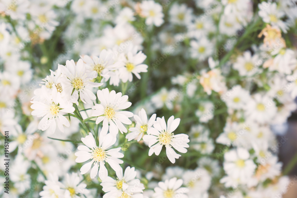 White cutter flower blossom, flower background White cutter flower blossom, flower background