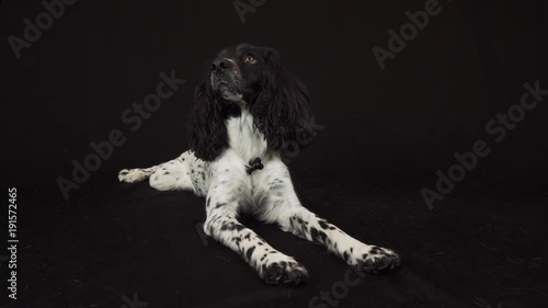 Beautiful female spaniel lies and looks around on a black background stock footage video photo