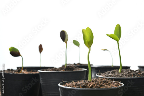 Group of green sprouts growing out from soil isolated on white background