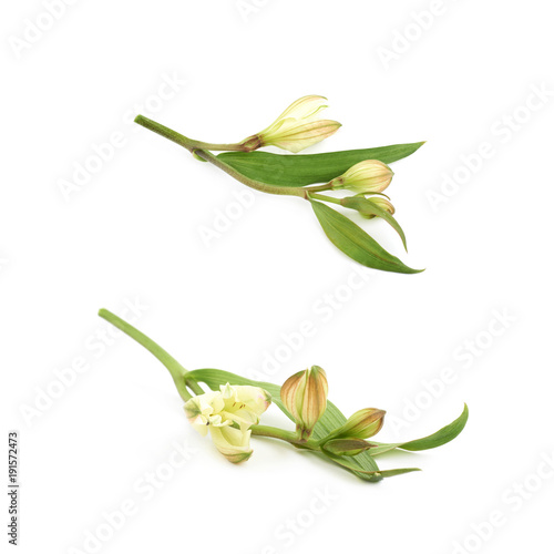 Green lilly flower isolated