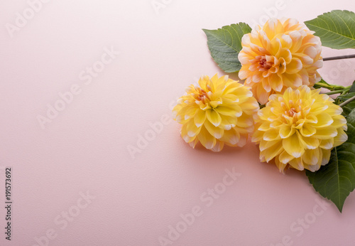 Fototapeta Naklejka Na Ścianę i Meble -  ダリア