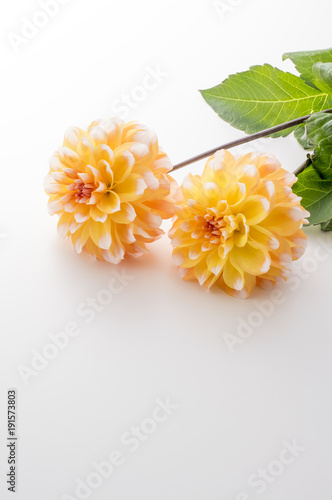 Fototapeta Naklejka Na Ścianę i Meble -  ダリア