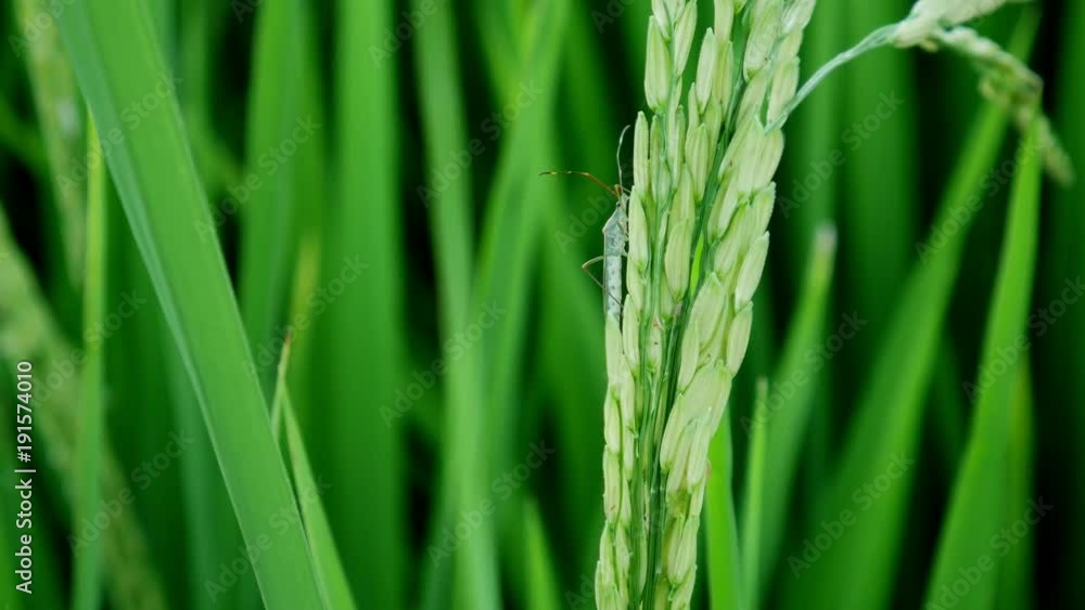 Clouse up leptocorisa acuta or rice ear bug. the pest of rice. Clouse up leptocorisa acuta or rice ear bug. the pest of rice.