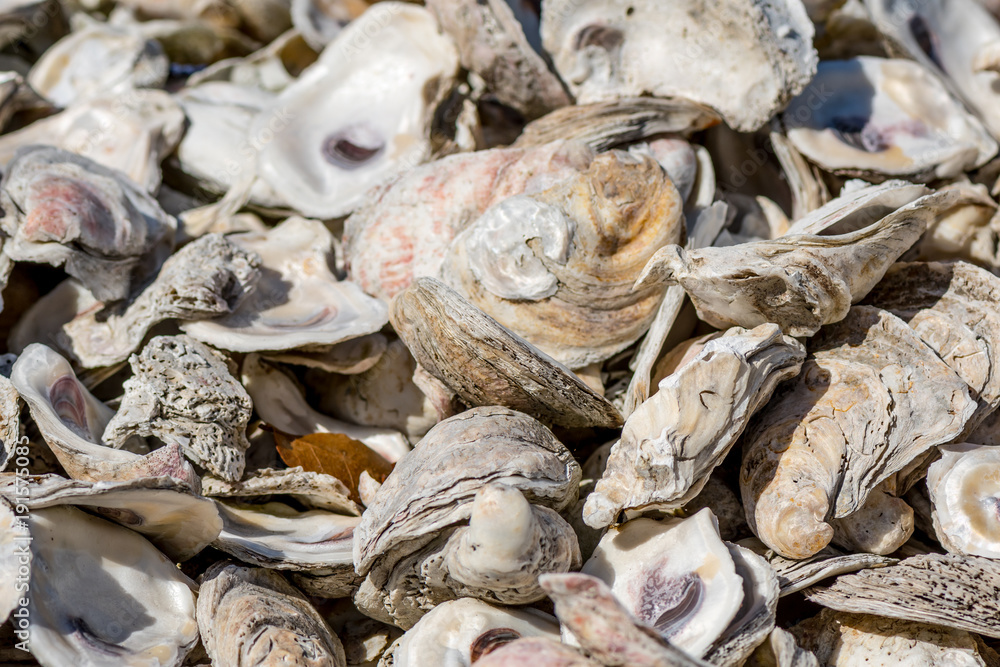 Close up of Sun Shining on Shells