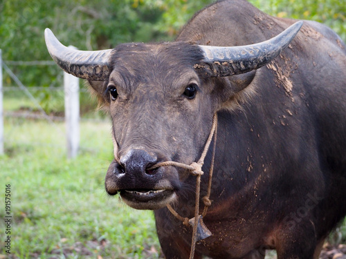 Thai buffalo,water buffalo in Southern of Thailand.