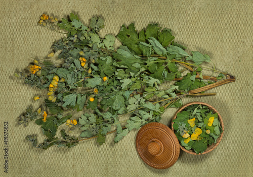 Fototapeta Naklejka Na Ścianę i Meble -  Celandine. Dry herbs. Herbal medicine, phytotherapy medicinal herbs.