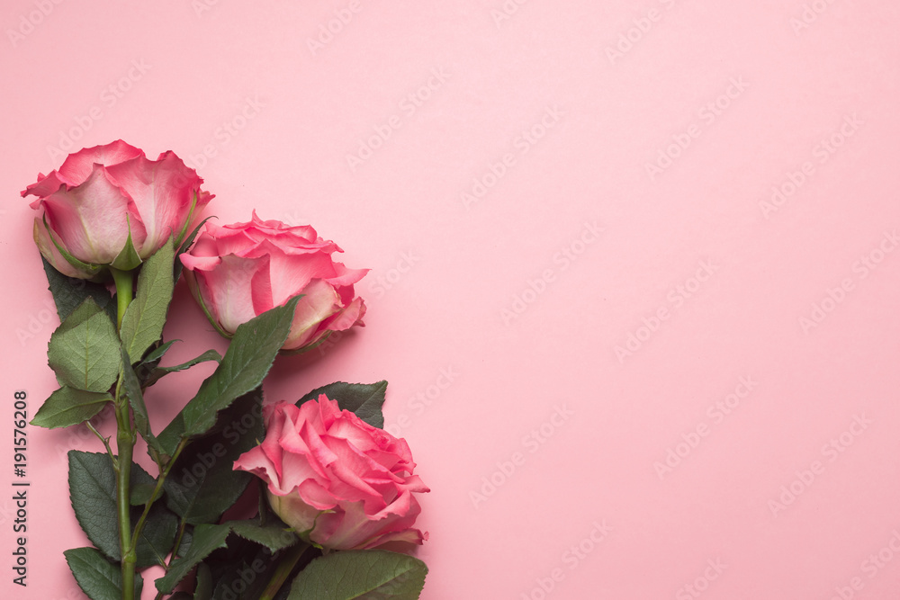  Fresh pink roses on a pink background. View from above. Copy space. Card.