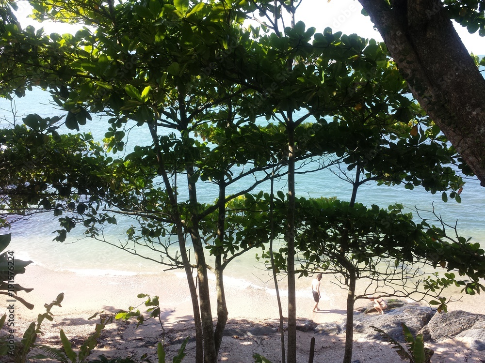 Árvores e Praia de Fundo - Itajaí - sc