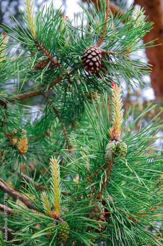 shoots and cones of a pine tree