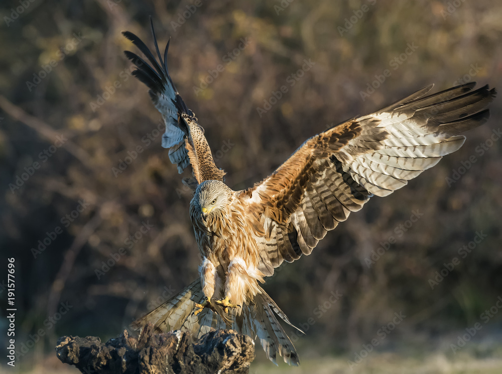 Obraz premium Milvus milvus red kite